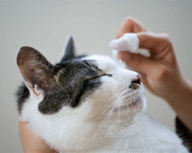 猫の甲状腺機能亢進症と薬との付き合い方｜よくある悩みや不安に答えます