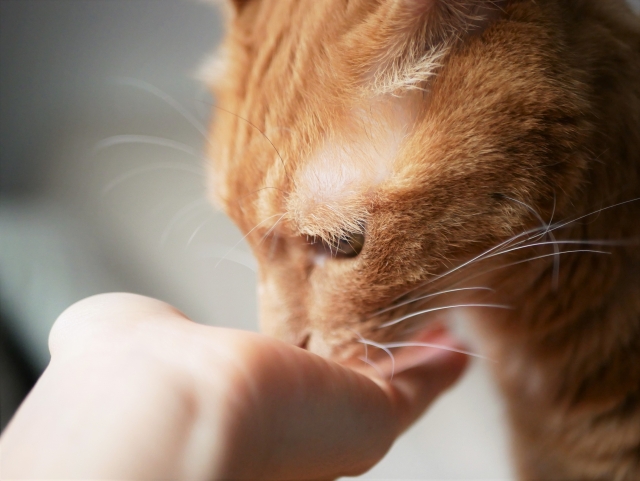 猫の甲状腺機能亢進症と薬との付き合い方|よくある悩みや不安に答えます