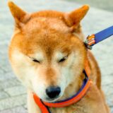 犬がリードを引っ張る癖はしつけ教室で直せる？放置するリスクや指導内容、対処法も解説