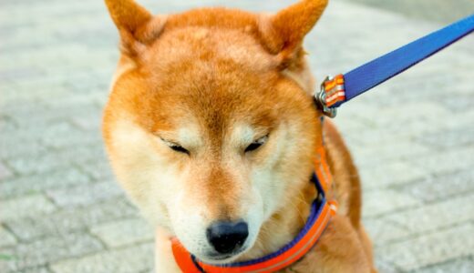 犬がリードを引っ張る癖はしつけ教室で直せる？放置するリスクや指導内容、対処法も解説