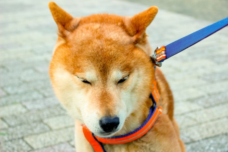 犬がリードを引っ張る癖はしつけ教室で直せる？放置するリスクや指導内容、対処法も解説
