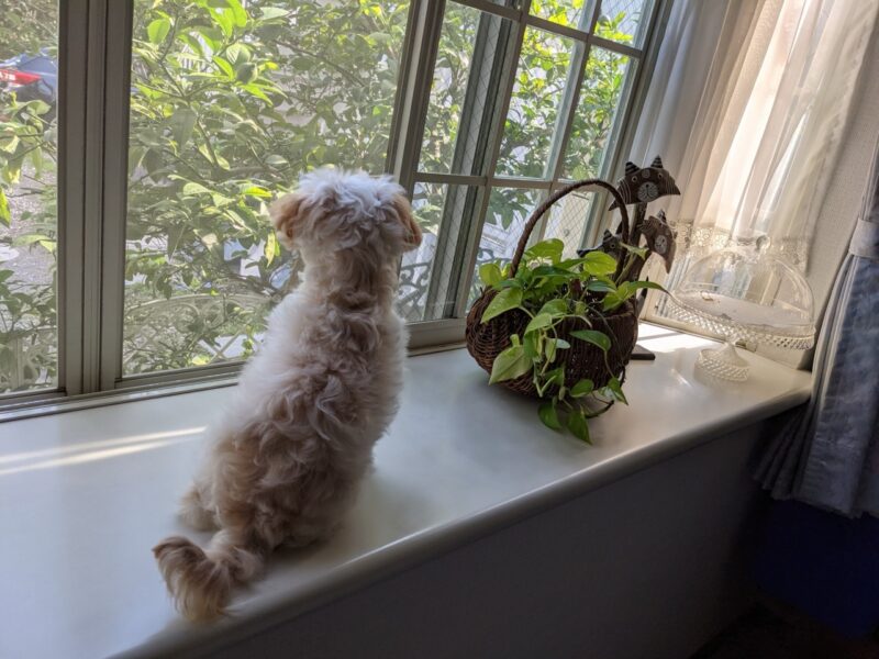 窓辺に座る犬