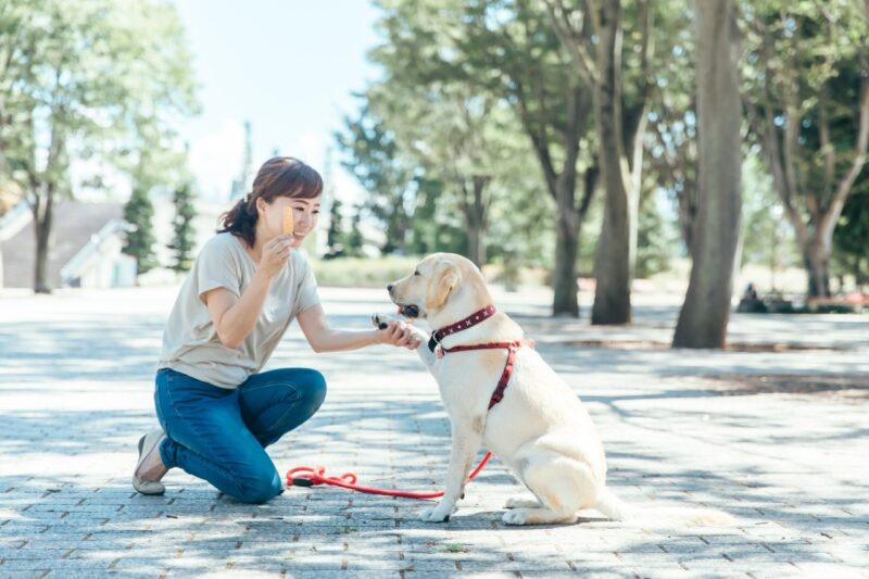 散歩中の犬と飼い主