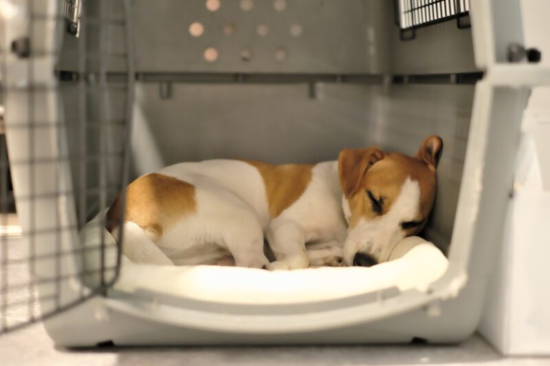 ゲージの中で寝る犬
