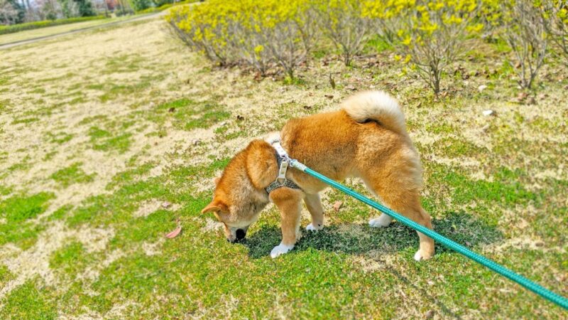 匂いを嗅ぐ犬