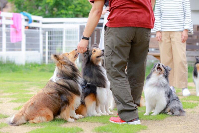 しつけ教室に通う犬