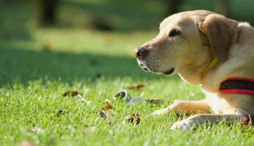 動物病院のリハビリテーション科｜リハビリ科の診療内容や対象疾患、受診するメリットを解説