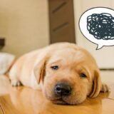 しつけ教室で犬の問題行動は改善できる？教室に通うメリットとデメリット、注意点を解説