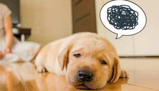 しつけ教室で犬の問題行動は改善できる？教室に通うメリットとデメリット、注意点を解説