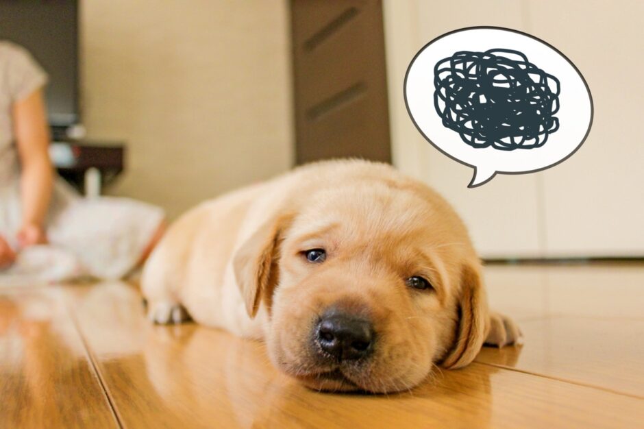 しつけ教室で犬の問題行動は改善できる？教室に通うメリットとデメリット、注意点を解説