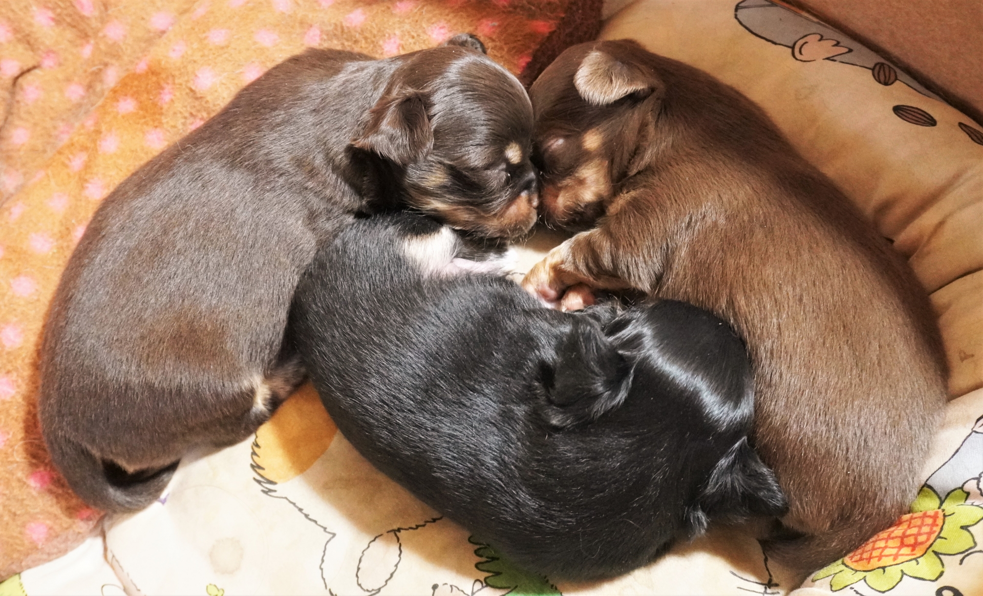 チワワの赤ちゃん3頭