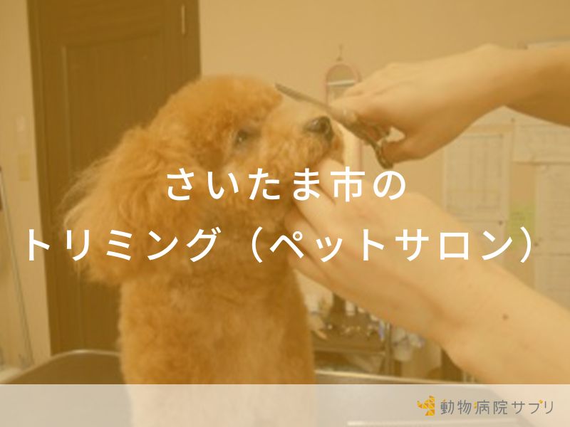 さいたま市のトリミング（ペットサロン）