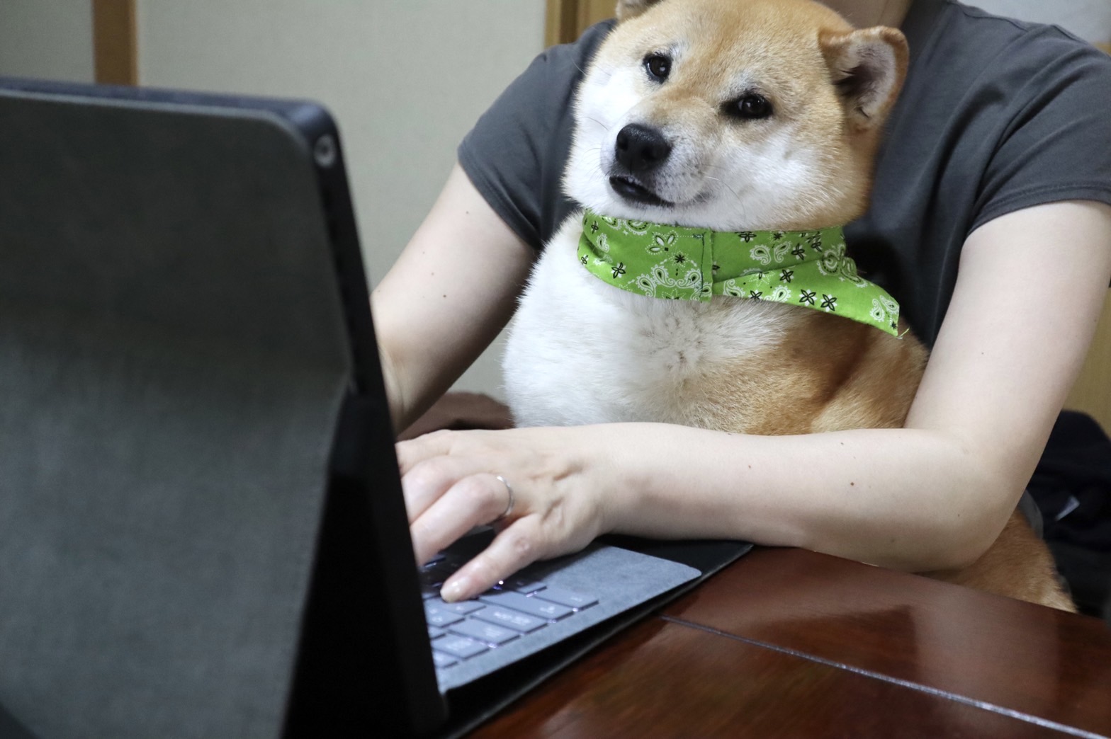 テレワークする犬