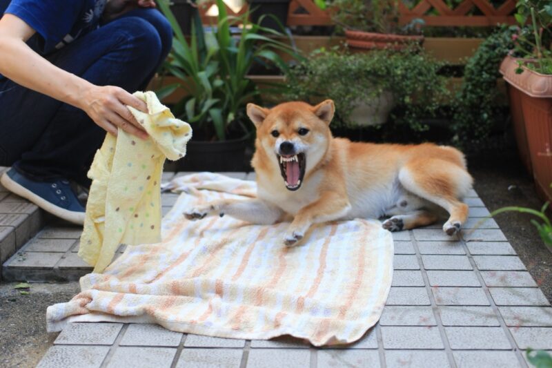 怒る犬
