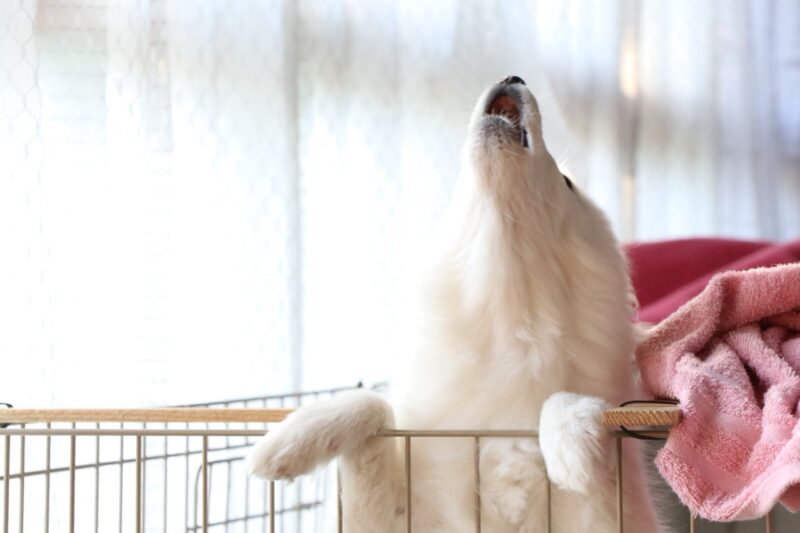 遠吠えする犬