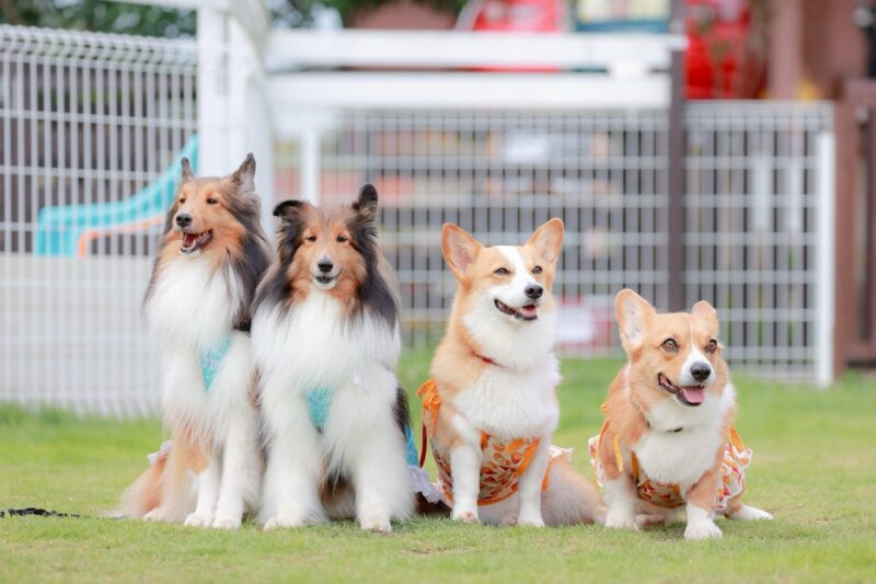 ドッグランの犬たち