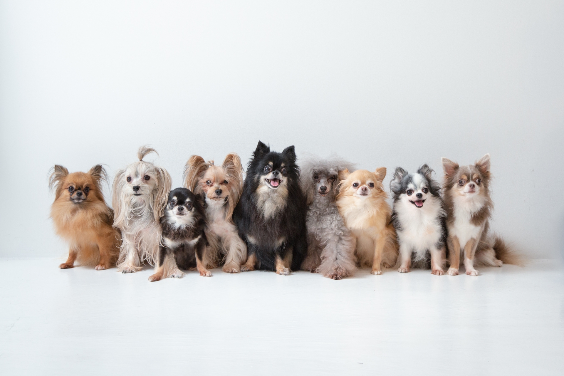 色々な犬