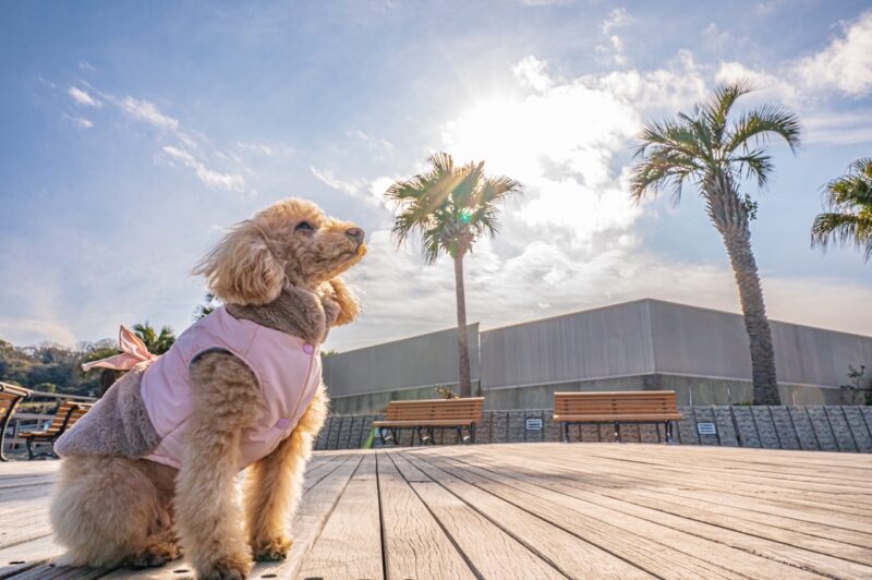 座って空を見上げる犬