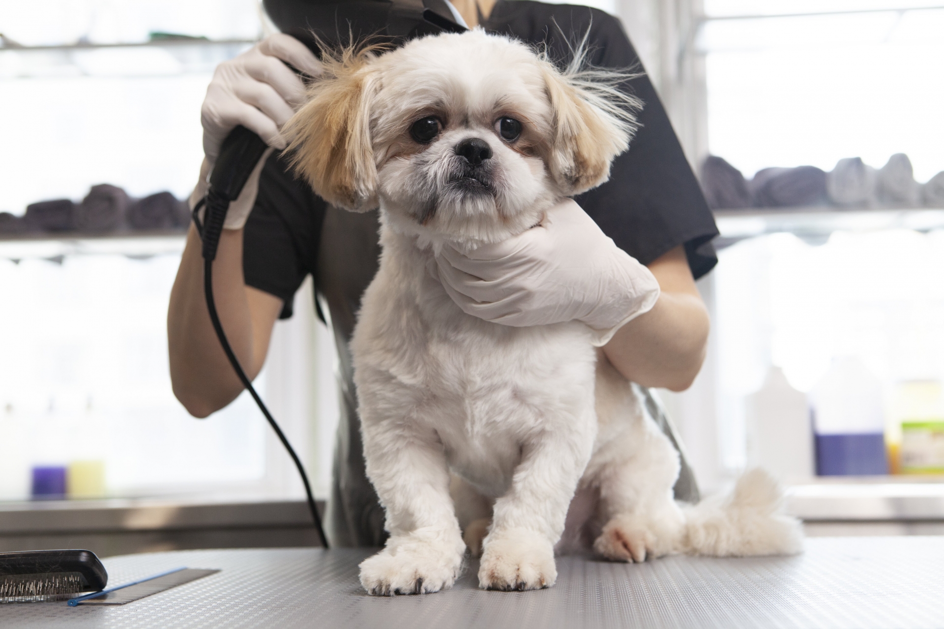 ドライヤーをする犬