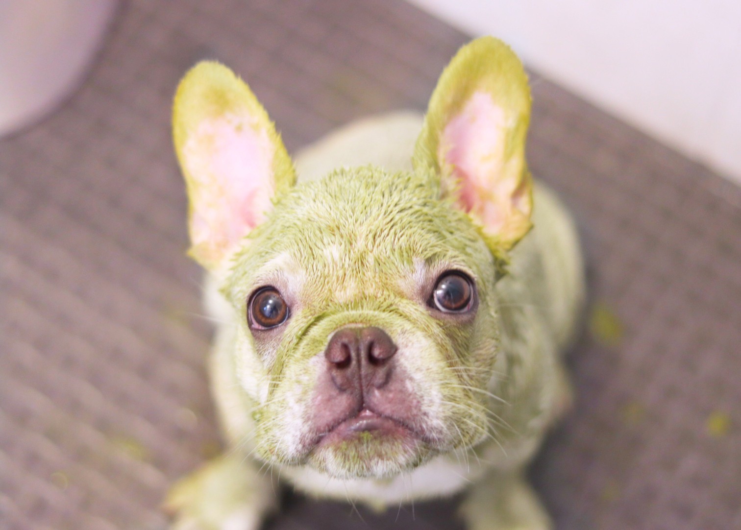 ハーブパックをする犬