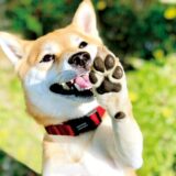 トリミングで行う肉球パックとは？特徴や効能、注意点を解説