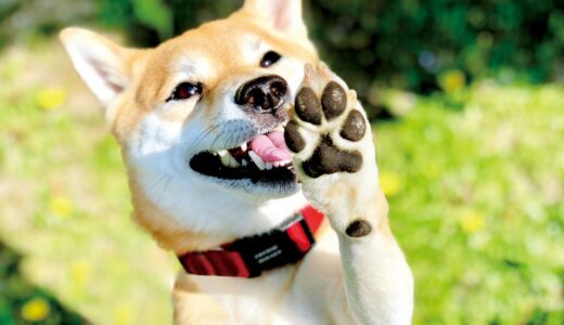 トリミングで行う肉球パックとは？特徴や効能、注意点を解説