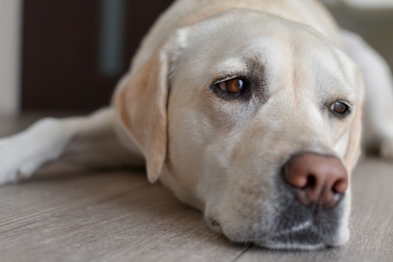寝る犬