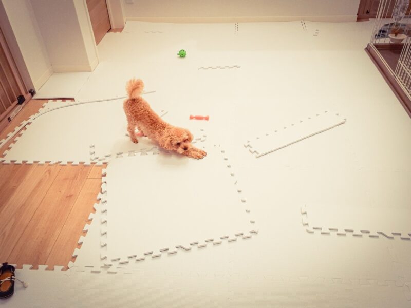 部屋で遊ぶ犬