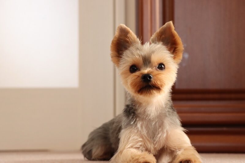 こちらを見る子犬
