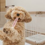 オンラインでも犬のしつけ教室を利用できる？特徴やトレーニング内容、利用までの流れも解説