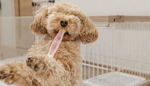 オンラインでも犬のしつけ教室を利用できる？特徴やトレーニング内容、利用までの流れも解説