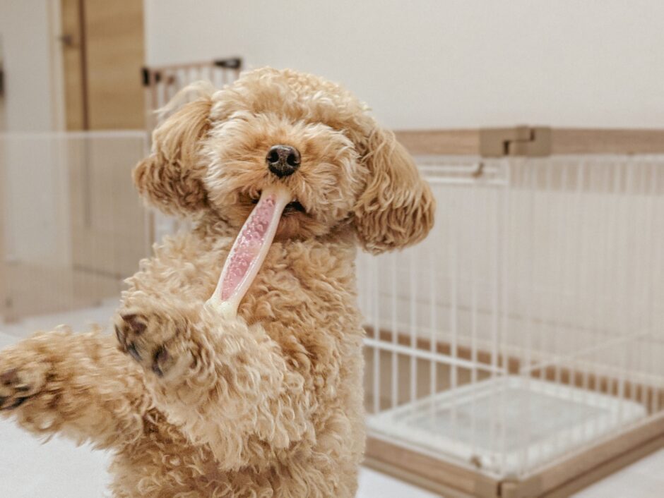 オンラインでも犬のしつけ教室を利用できる？特徴やトレーニング内容、利用までの流れも解説