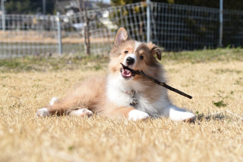 棒を齧る犬
