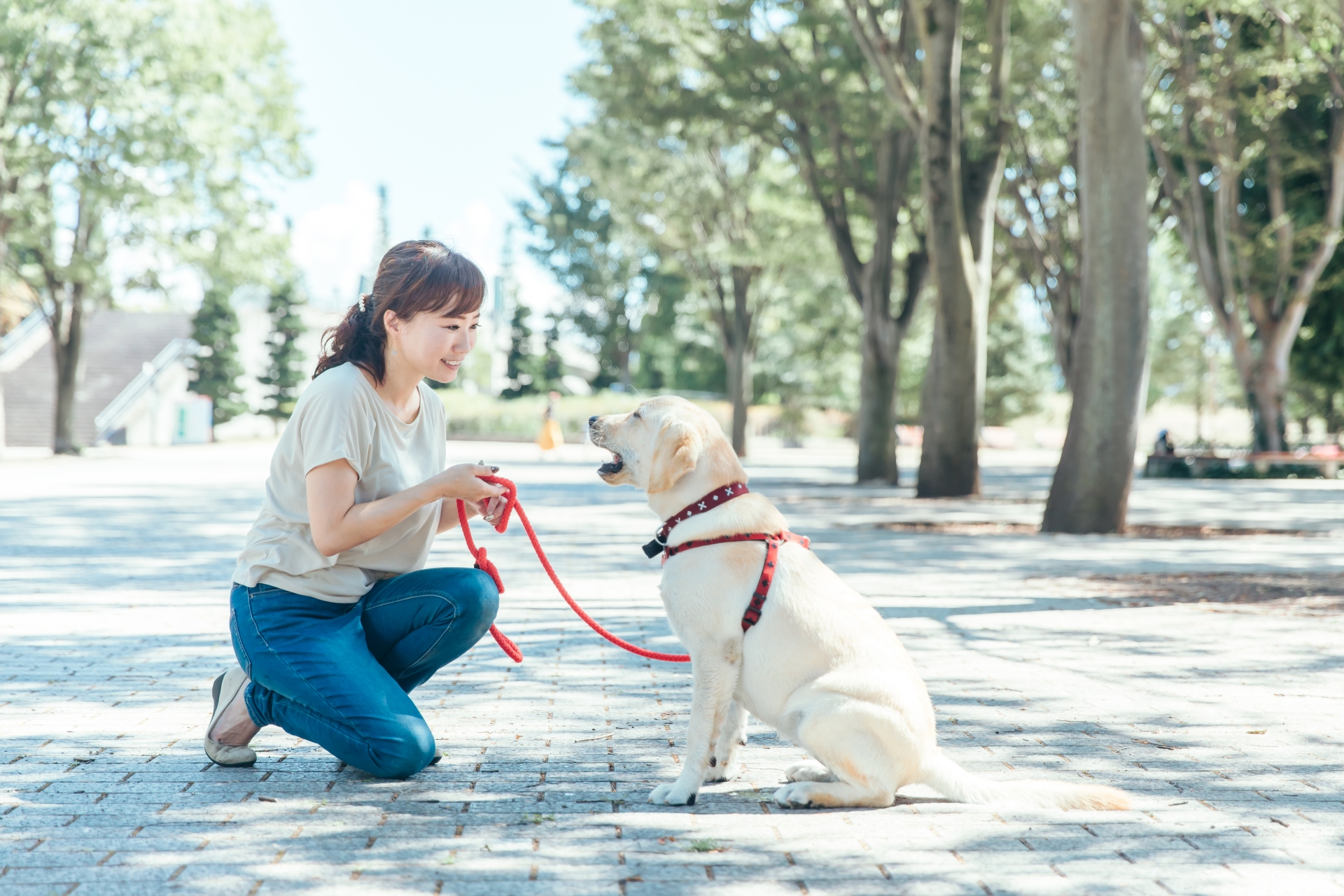 犬の散歩をする女性