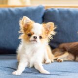 犬の目が白いのは病気？考えられる原因と治療法、飼い主にできることを解説