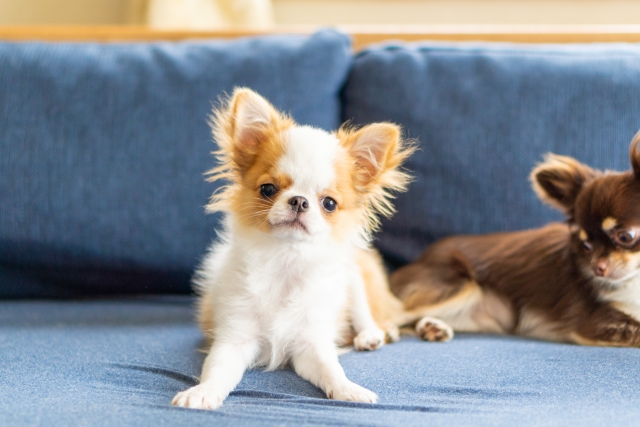 犬の目が白いのは病気？考えられる原因と治療法、飼い主にできることを解説