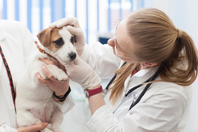 犬の目が白いときに治療が必要なケースと治療法