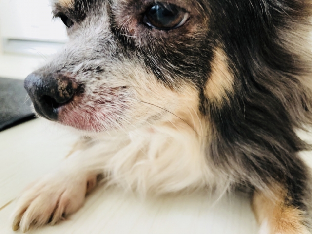 犬の皮膚が乾燥するとどうなる?