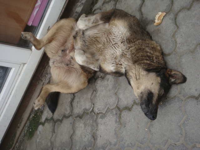 犬の皮膚の乾燥によって現れる症状と行動
