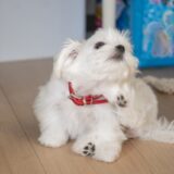 犬の皮膚が乾燥するとどうなる？トラブルの原因や症状、動物病院の治療法などを解説