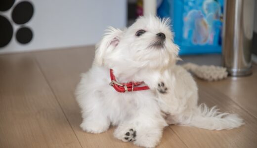 犬の皮膚が乾燥するとどうなる？トラブルの原因や症状、動物病院の治療法などを解説
