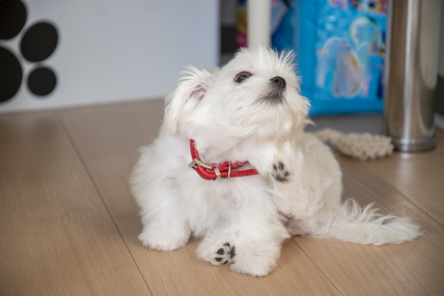 犬の皮膚が乾燥するとどうなる？トラブルの原因や症状、動物病院の治療法などを解説