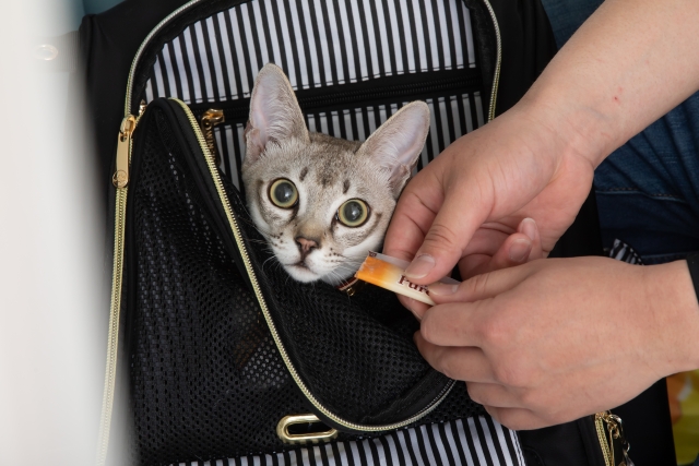 猫のパンディングが深夜~早朝に発生したときの対処法