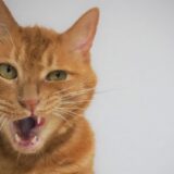 猫のパンディングとは？口呼吸や異常行動の原因と受診の目安を知ろう