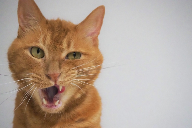 猫のパンディングとは？口呼吸や異常行動の原因と受診の目安を知ろう
