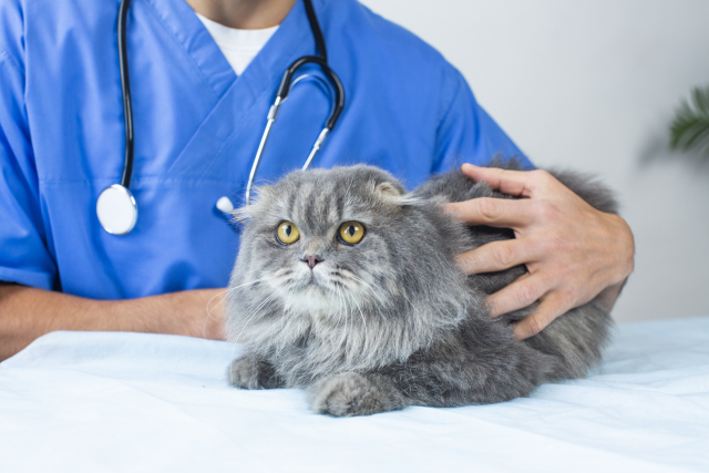 猫のパンディングに対して動物病院で行われる診断と治療法