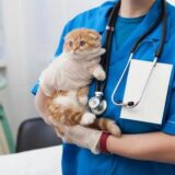 猫の脂肪肝の特徴とは？原因や症状、早期発見と食事管理のポイントを解説