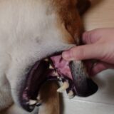犬の歯茎が白いのは危険？チェック方法や受診の目安、対処法を解説