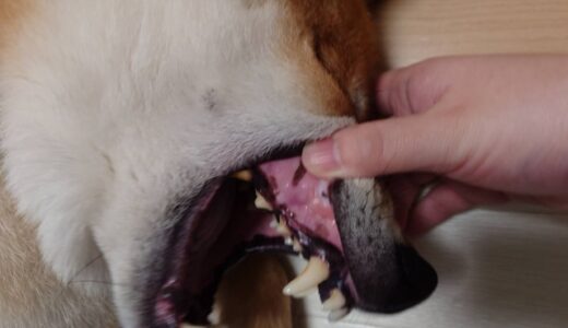 犬の歯茎が白いのは危険？チェック方法や受診の目安、対処法を解説