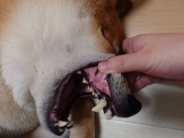 犬の歯茎が白いのは危険？チェック方法や受診の目安、対処法を解説